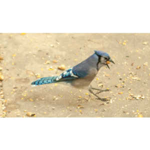 My beautiful backyard bluejays.