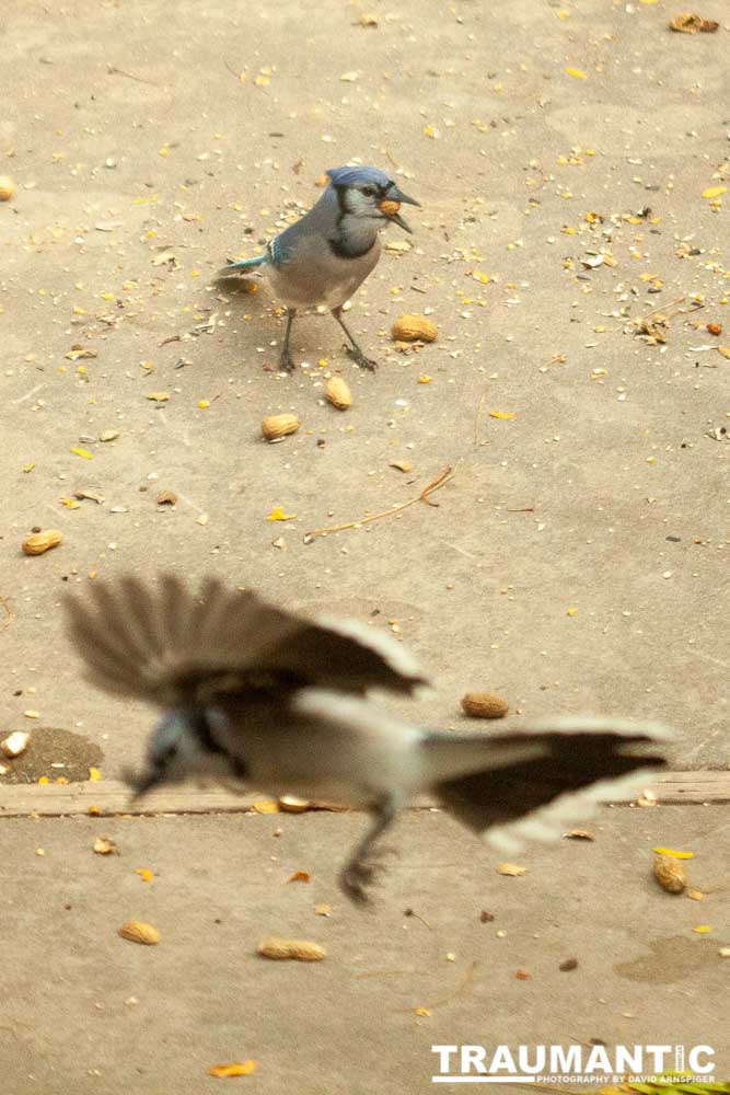 My beautiful backyard bluejays.