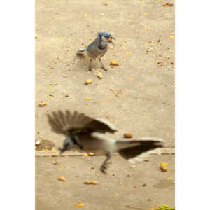 My beautiful backyard bluejays.