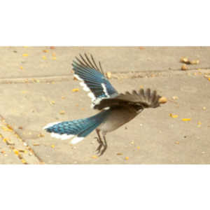 My beautiful backyard bluejays.