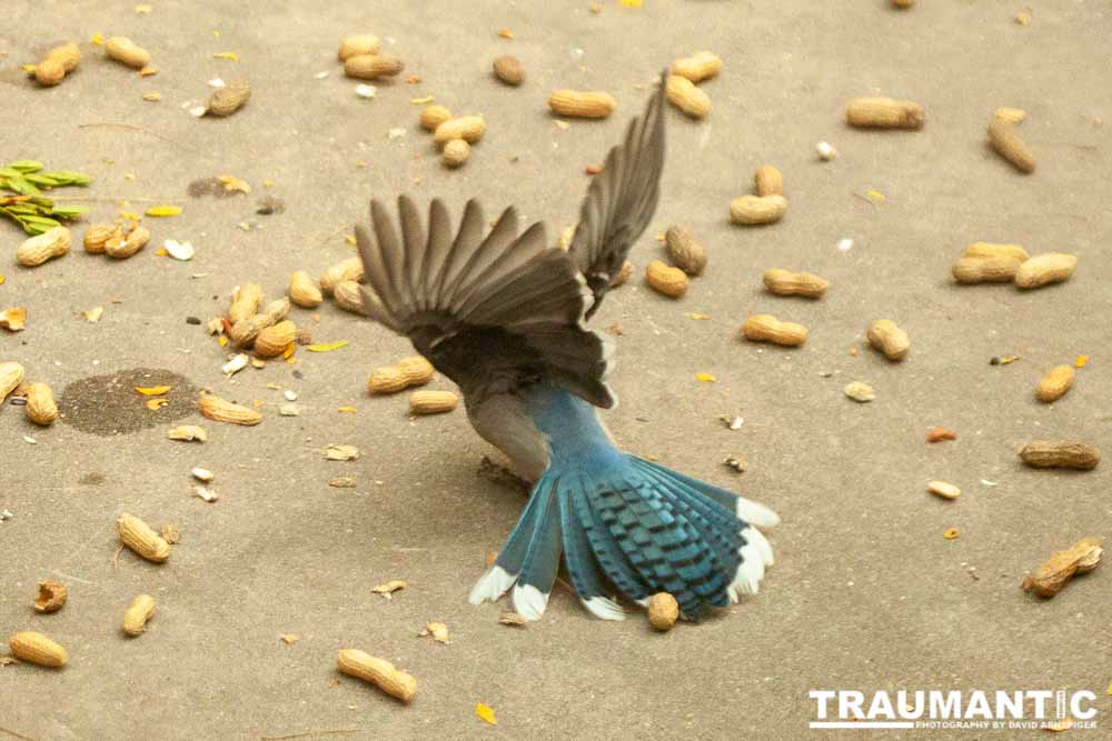 My beautiful backyard bluejays.