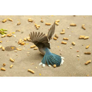 My beautiful backyard bluejays.