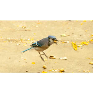 My beautiful backyard bluejays.