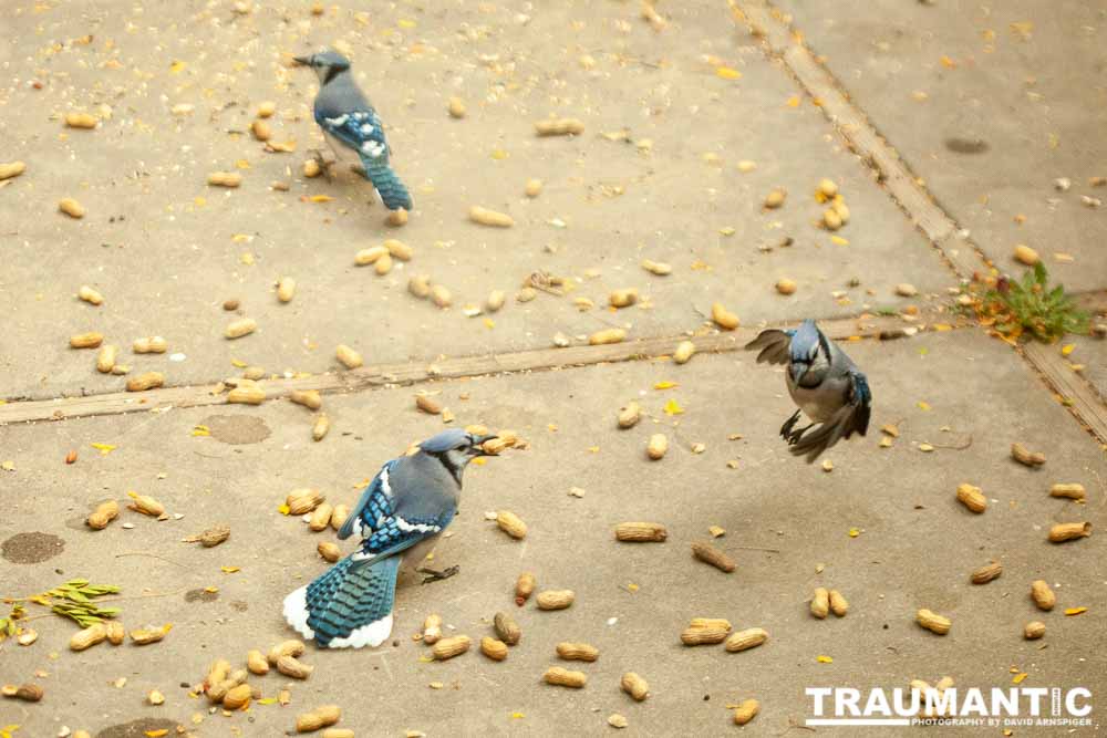 My beautiful backyard bluejays.
