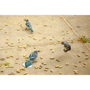 My beautiful backyard bluejays.