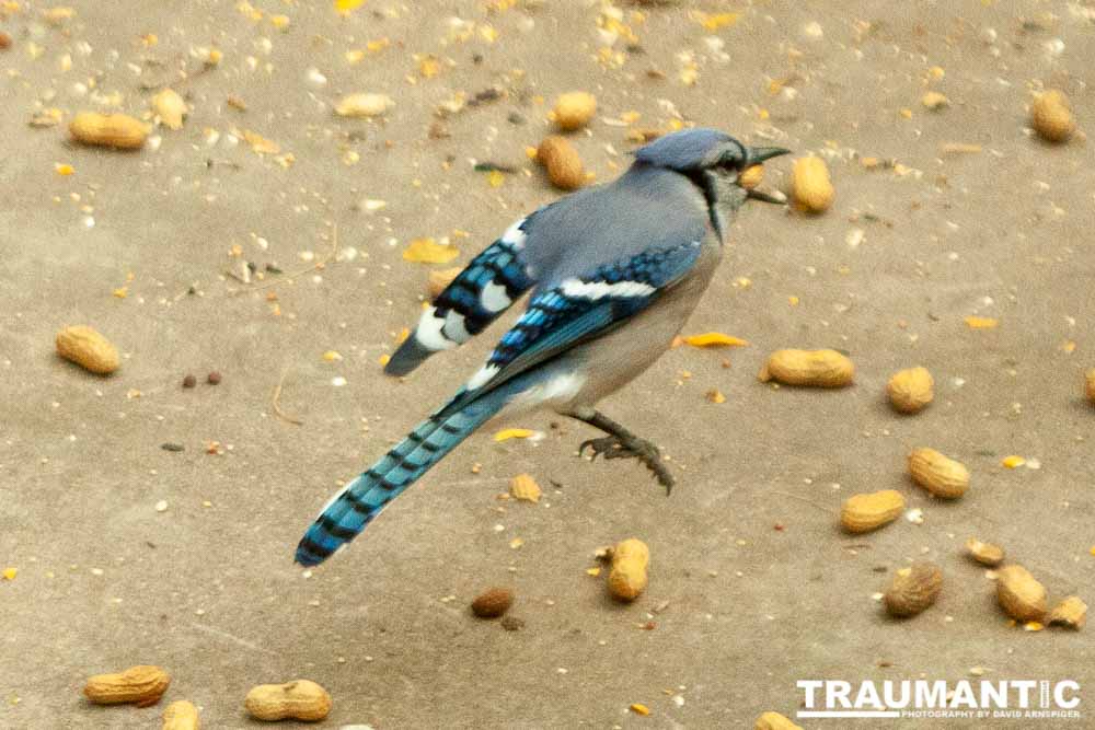 My beautiful backyard bluejays.