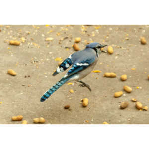 My beautiful backyard bluejays.