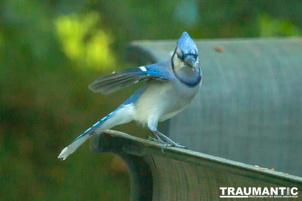 My beautiful backyard bluejays.