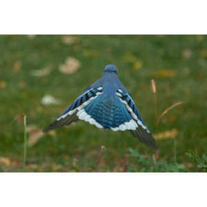 My beautiful backyard bluejays.