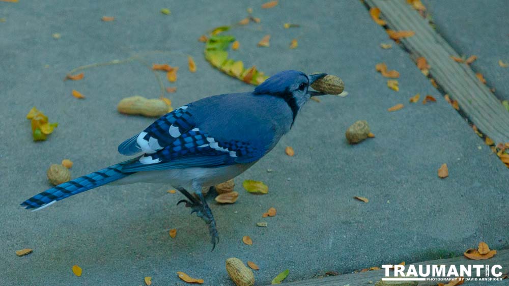My beautiful backyard bluejays.