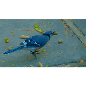 My beautiful backyard bluejays.