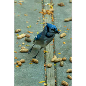 My beautiful backyard bluejays.