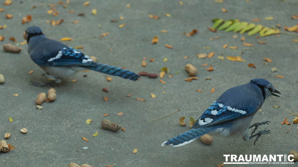 My beautiful backyard bluejays.