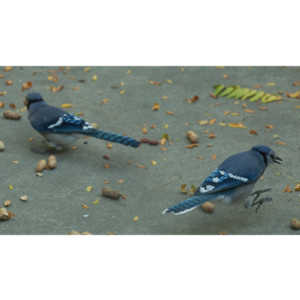 My beautiful backyard bluejays.