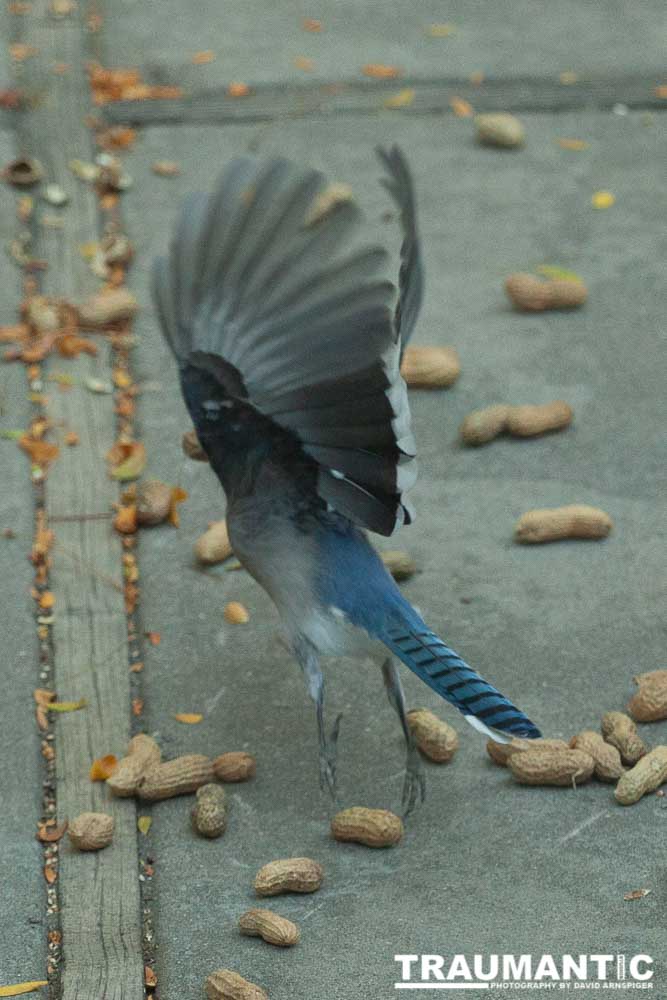 My beautiful backyard bluejays.