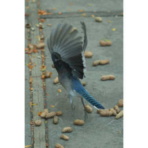 My beautiful backyard bluejays.