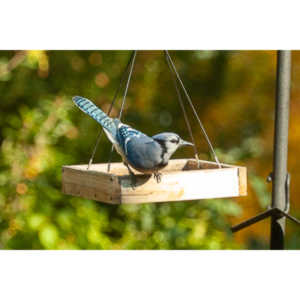 My beautiful backyard bluejays.