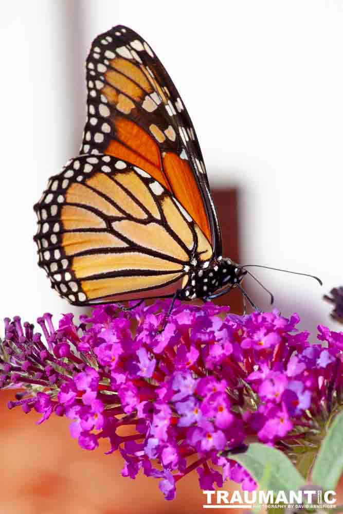 We planted some Butterfly Bushes in our yard, and for a couple of months now, nothing landed on them.  Suddenly last week this beautiful little creature showed up.