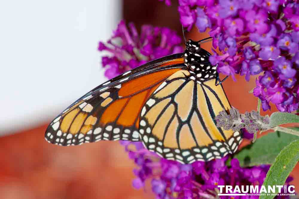 We planted some Butterfly Bushes in our yard, and for a couple of months now, nothing landed on them.  Suddenly last week this beautiful little creature showed up.