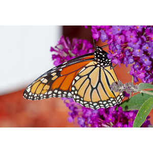 We planted some Butterfly Bushes in our yard, and for a couple of months now, nothing landed on them.  Suddenly last week this beautiful little creature showed up.