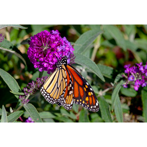 We planted some Butterfly Bushes in our yard, and for a couple of months now, nothing landed on them.  Suddenly last week this beautiful little creature showed up.