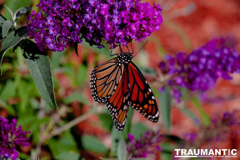 We planted some Butterfly Bushes in our yard, and for a couple of months now, nothing landed on them.  Suddenly last week this beautiful little creature showed up.