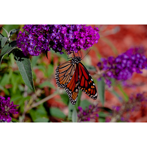 We planted some Butterfly Bushes in our yard, and for a couple of months now, nothing landed on them.  Suddenly last week this beautiful little creature showed up.