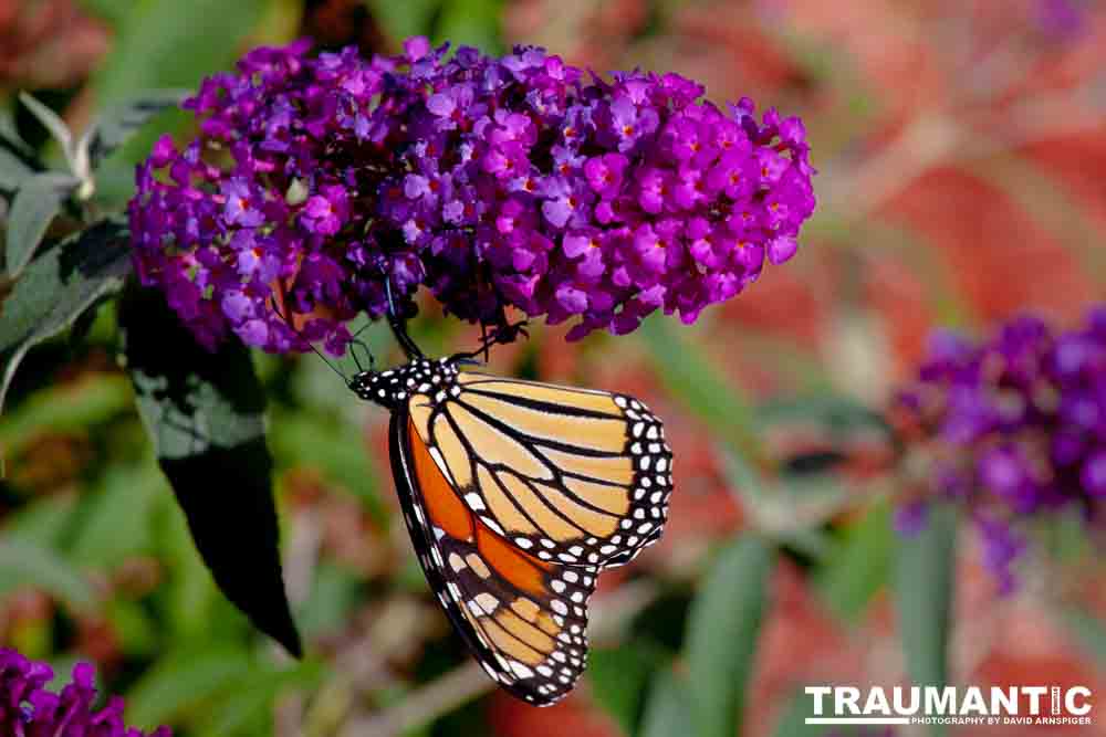 We planted some Butterfly Bushes in our yard, and for a couple of months now, nothing landed on them.  Suddenly last week this beautiful little creature showed up.