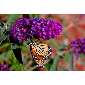 We planted some Butterfly Bushes in our yard, and for a couple of months now, nothing landed on them.  Suddenly last week this beautiful little creature showed up.