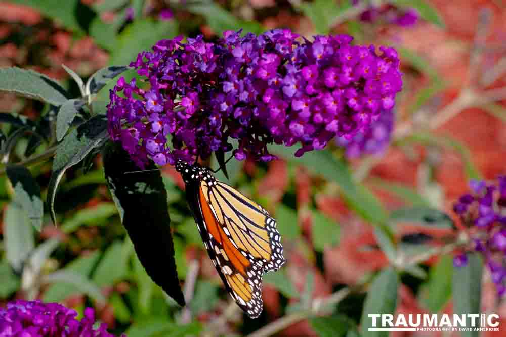 We planted some Butterfly Bushes in our yard, and for a couple of months now, nothing landed on them.  Suddenly last week this beautiful little creature showed up.