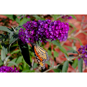 We planted some Butterfly Bushes in our yard, and for a couple of months now, nothing landed on them.  Suddenly last week this beautiful little creature showed up.