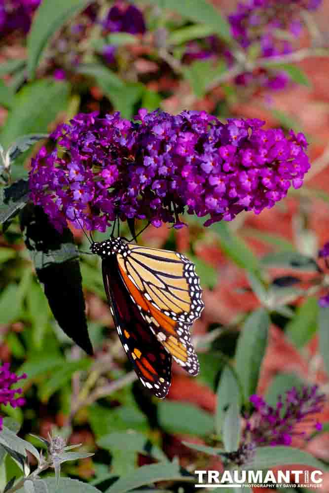 We planted some Butterfly Bushes in our yard, and for a couple of months now, nothing landed on them.  Suddenly last week this beautiful little creature showed up.