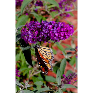 We planted some Butterfly Bushes in our yard, and for a couple of months now, nothing landed on them.  Suddenly last week this beautiful little creature showed up.