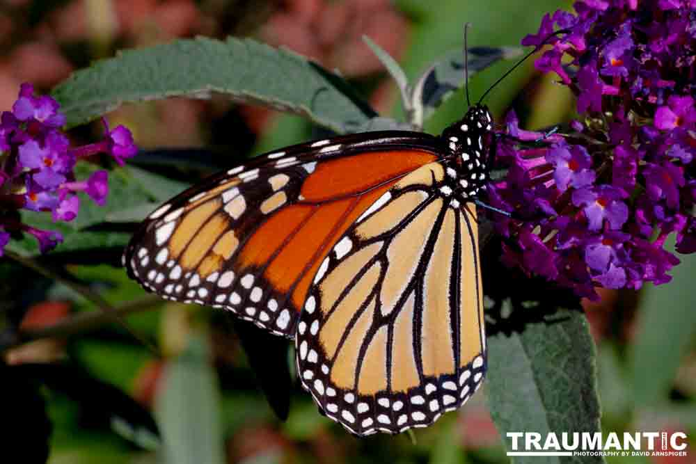 We planted some Butterfly Bushes in our yard, and for a couple of months now, nothing landed on them.  Suddenly last week this beautiful little creature showed up.