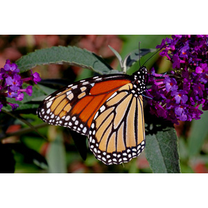 We planted some Butterfly Bushes in our yard, and for a couple of months now, nothing landed on them.  Suddenly last week this beautiful little creature showed up.