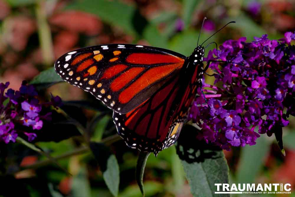 We planted some Butterfly Bushes in our yard, and for a couple of months now, nothing landed on them.  Suddenly last week this beautiful little creature showed up.