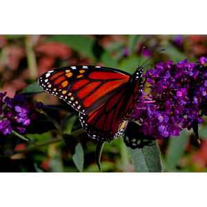 We planted some Butterfly Bushes in our yard, and for a couple of months now, nothing landed on them.  Suddenly last week this beautiful little creature showed up.