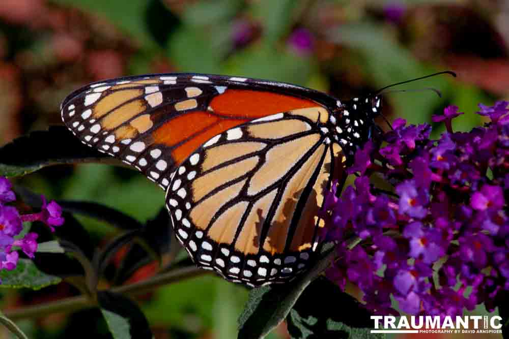 We planted some Butterfly Bushes in our yard, and for a couple of months now, nothing landed on them.  Suddenly last week this beautiful little creature showed up.