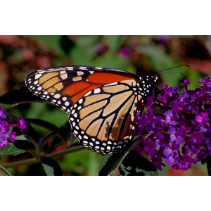 We planted some Butterfly Bushes in our yard, and for a couple of months now, nothing landed on them.  Suddenly last week this beautiful little creature showed up.