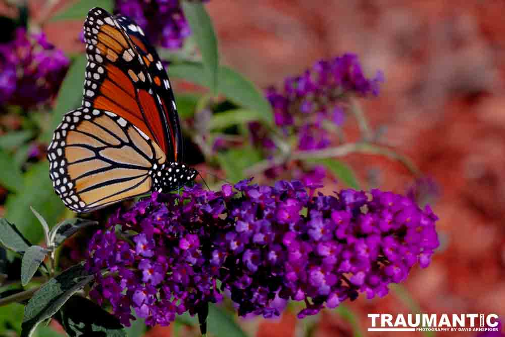 We planted some Butterfly Bushes in our yard, and for a couple of months now, nothing landed on them.  Suddenly last week this beautiful little creature showed up.