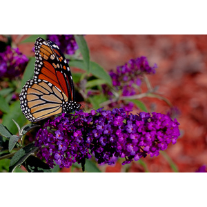 We planted some Butterfly Bushes in our yard, and for a couple of months now, nothing landed on them.  Suddenly last week this beautiful little creature showed up.