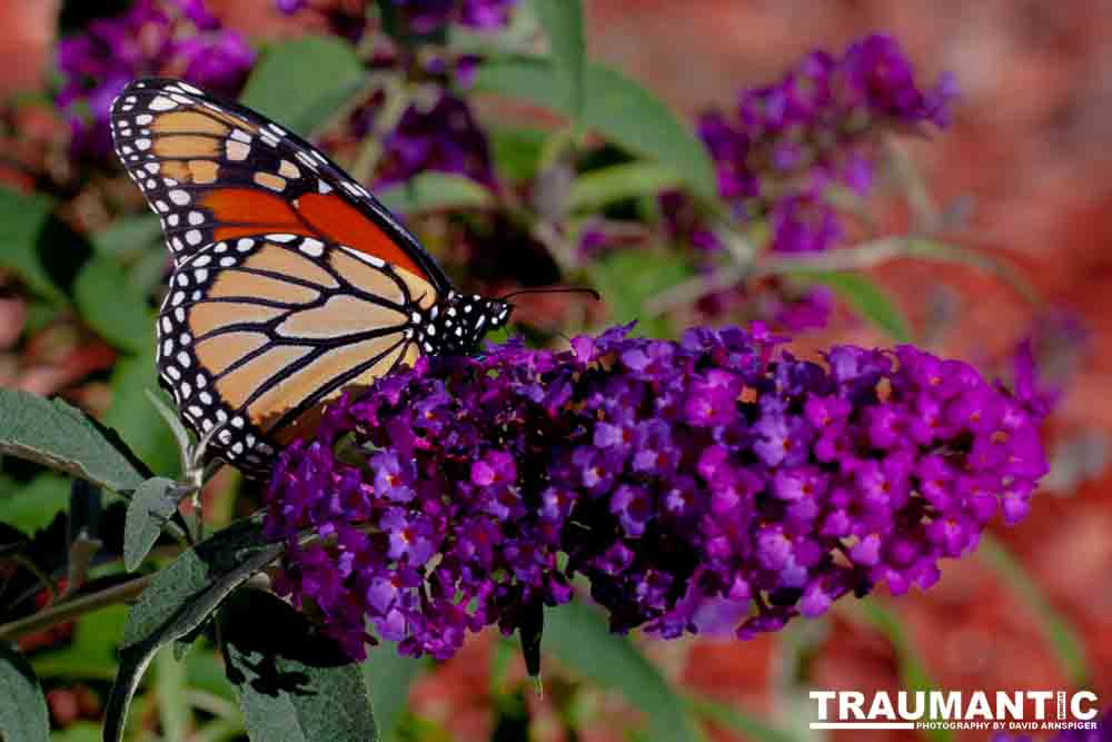 We planted some Butterfly Bushes in our yard, and for a couple of months now, nothing landed on them.  Suddenly last week this beautiful little creature showed up.