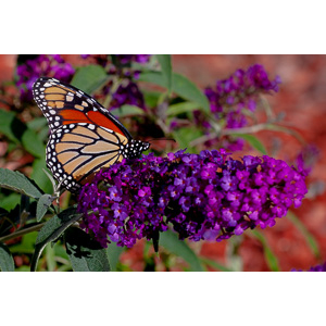 We planted some Butterfly Bushes in our yard, and for a couple of months now, nothing landed on them.  Suddenly last week this beautiful little creature showed up.