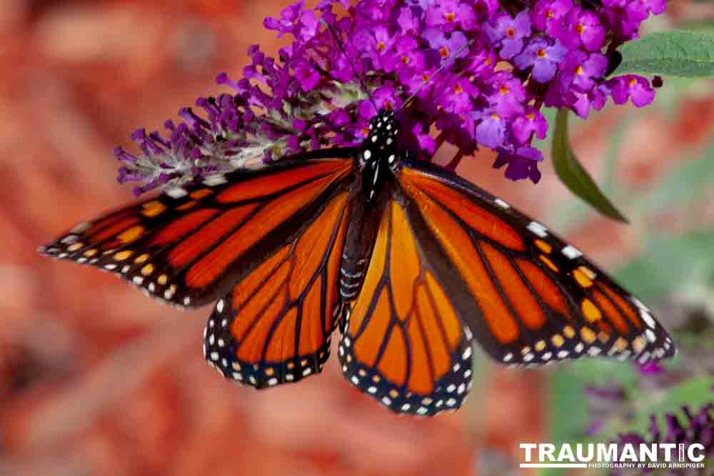 We planted some Butterfly Bushes in our yard, and for a couple of months now, nothing landed on them.  Suddenly last week this beautiful little creature showed up.