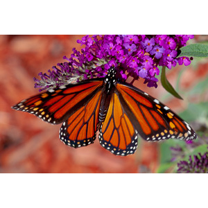 We planted some Butterfly Bushes in our yard, and for a couple of months now, nothing landed on them.  Suddenly last week this beautiful little creature showed up.