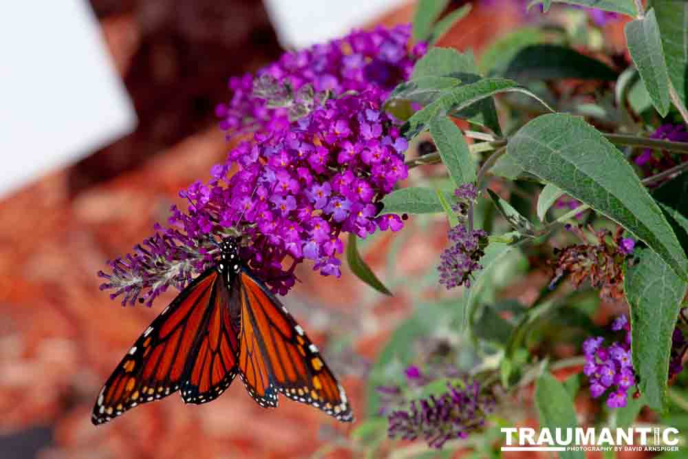 We planted some Butterfly Bushes in our yard, and for a couple of months now, nothing landed on them.  Suddenly last week this beautiful little creature showed up.