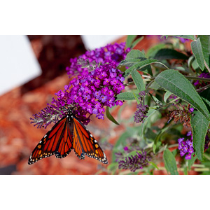 We planted some Butterfly Bushes in our yard, and for a couple of months now, nothing landed on them.  Suddenly last week this beautiful little creature showed up.