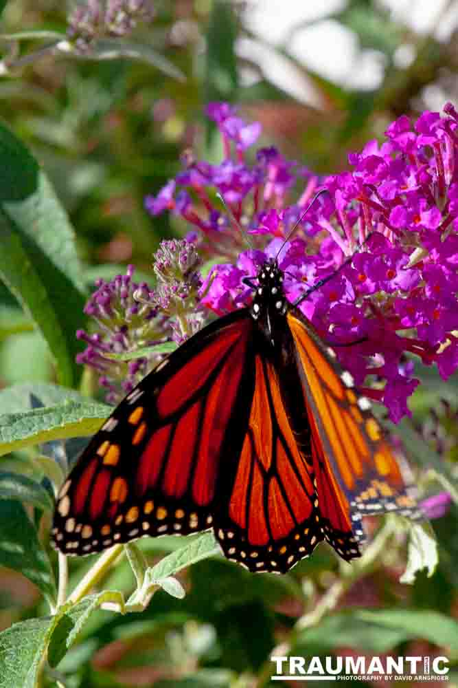 We planted some Butterfly Bushes in our yard, and for a couple of months now, nothing landed on them.  Suddenly last week this beautiful little creature showed up.