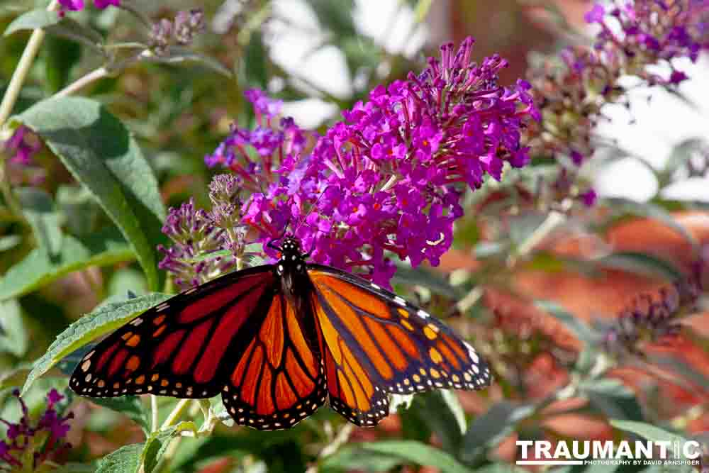 We planted some Butterfly Bushes in our yard, and for a couple of months now, nothing landed on them.  Suddenly last week this beautiful little creature showed up.