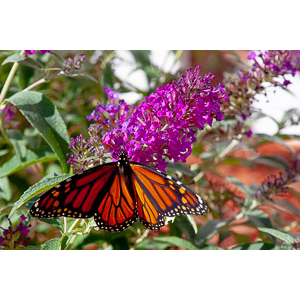 We planted some Butterfly Bushes in our yard, and for a couple of months now, nothing landed on them.  Suddenly last week this beautiful little creature showed up.